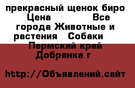 прекрасный щенок биро › Цена ­ 20 000 - Все города Животные и растения » Собаки   . Пермский край,Добрянка г.